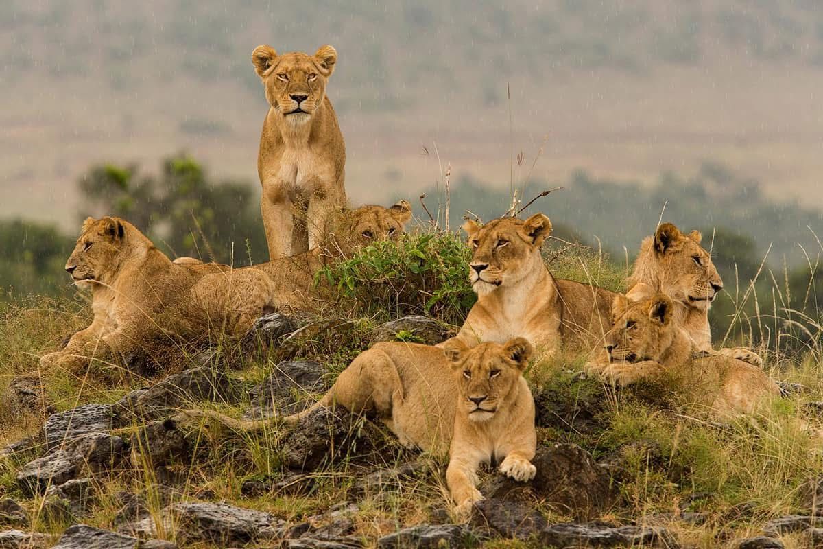 A 5-Day Safari from Arusha