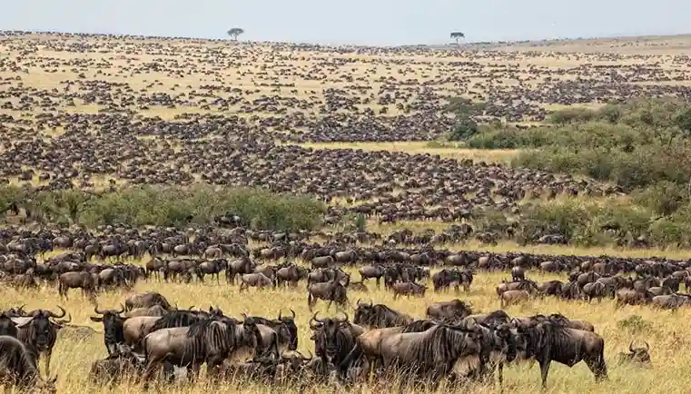 Serengeti Great Migration with wildebeest herds crossing the savannah